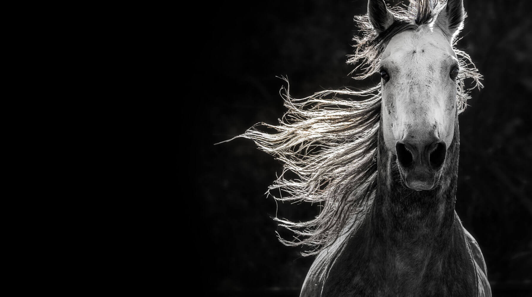 Poster imagery of the Equus film featuring a white horse on a black background